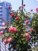 ¥ª¥¦¥®¥å¥¹¥È¥ë¥Î¥¢¡¼¥ë