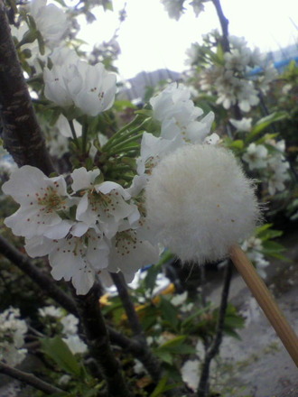 P1008107¥µ¥¯¥é¥ó¥Ü¼õÊ´ºÇ½ª