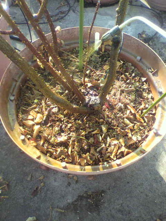 P1005495»¶ÉÛ£²
