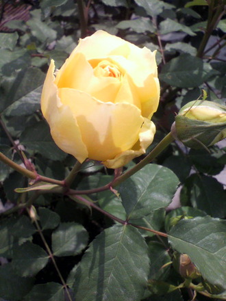 P1001916¥â¥ê¥Ë¥å¡¼