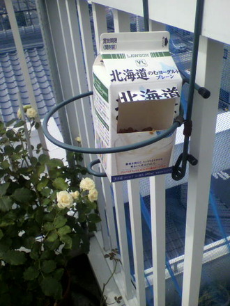 P1004944¥³¥¬¥Í¥à¥·¥È¥é¥Ã¥×£²