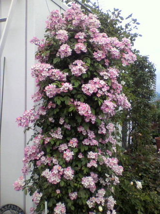 P1002288¥Ð¥ì¥ê¡¼¥Ê