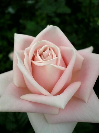 ¥ª¡¼¥ë¥É¥¨¥ê¥¹¡Ê¥¯¥ì¥¢¡Ë726c4624