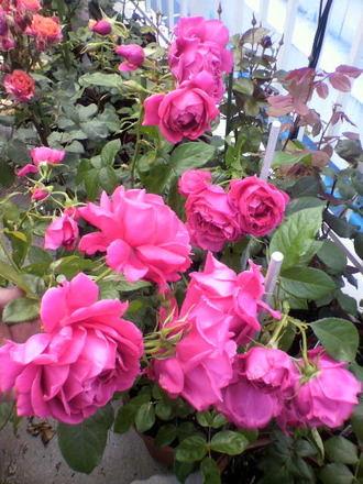 P1002270¥¯¥ê¥¨¥¤¥·¥â¥ó