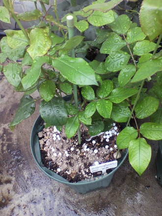 P1002352ÄÉÈ