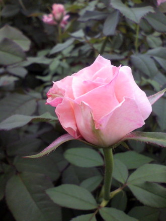 ¥Ö¥é¥¤¥À¥ë¥Ô¥ó¥¯