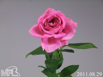 ¥µ¥¥Á¥§¥ê¡¼¥«¥Ã¥×