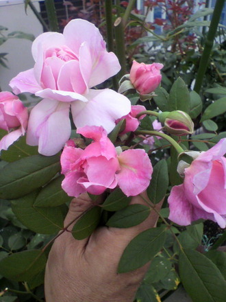 P1002573¥â¡¼¥Æ¥¤¥Þ¡¼¥µ¥Ã¥¯¥é¡¼