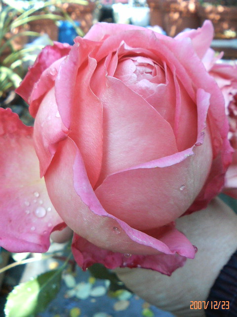 ¥¸¥å¥Ó¥ê¡¼¥»¥ì¥Ö¥ì¡¼¥·¥ç¥ó¡¡Âç