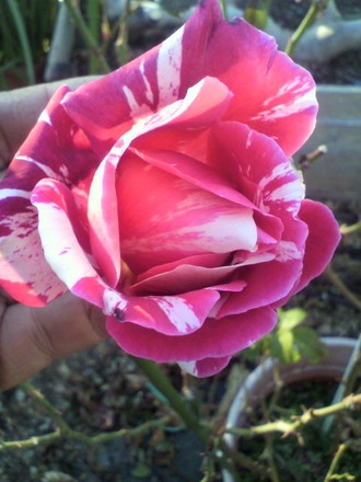P1004113¥¯¥ì¡¼¥¸¡¼¥Ä¥¦