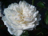 ¥°¥é¡¼¥à¥¹¥¥ã¥Ã¥¹¥ë
