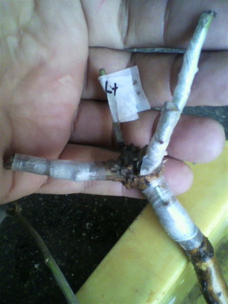P1004119²êÀܤ®£±