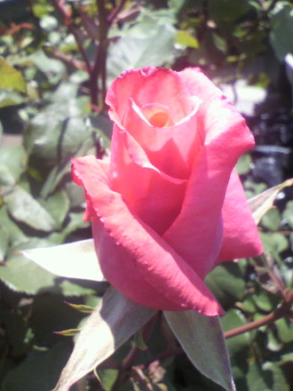 P1005875˧½ã