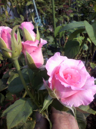 P1004981½Õ˧