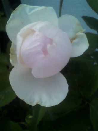 P1009434¥æ¥«¥«¥Ã¥×