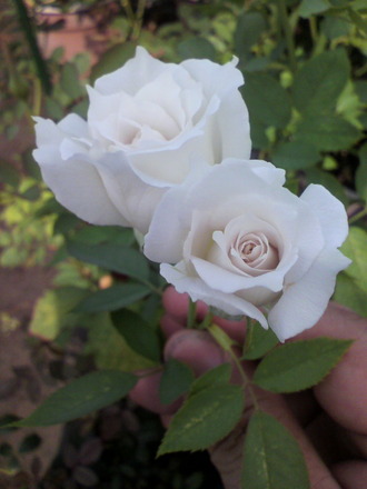 P1003223¥¬¥Ö¥ê¥¨¥ë