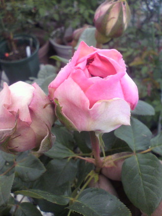 P1005936¥¤¥ô¡¦¥¯¥ì¡¼¥ë