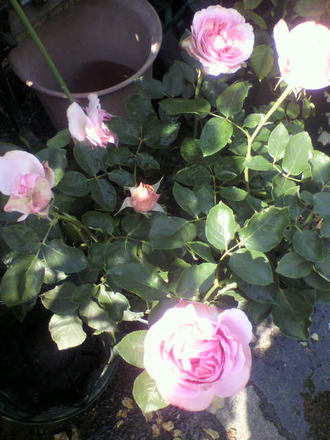 P1006905¥¤¥Ö¡¦¥«¥Î¥ó
