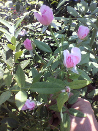 P1003452¥â¡¼¥Æ¥¤¥Þ¡¼¥µ¥Ã¥¯¥é¡¼