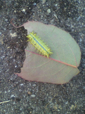 P1008921¥¤¥é¥¬ÍÄÃî