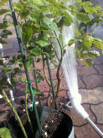 P1004846¶¯¥·¥ã¥ï¡¼