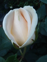¥ª¥¸¥¢¡¼¥Êé²