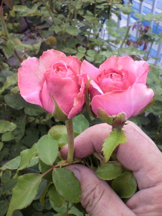 P1004831¥ª¥¦¥®¥å¥¹¥È¥ë¥Î¥¢¡¼¥ë