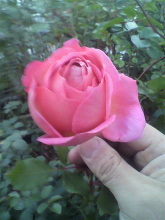 ¥¸¥å¥Ó¥ê¡¼¥»¥ì¥Ö¥ì¡¼¥·¥ç¥ó