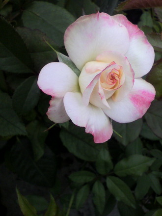 P1002562¥Ç¥¹¥Æ¥£¥Ë¡¼