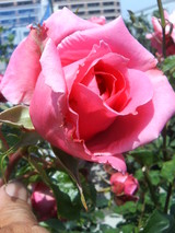 ¥ª¥¦¥®¥å¥¹¥È¥ë¥Î¥¢¡¼¥ë