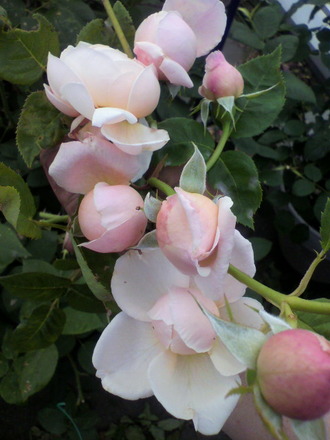 P1002419¥»¥ó¥È¥»¥·¥ê¥¢