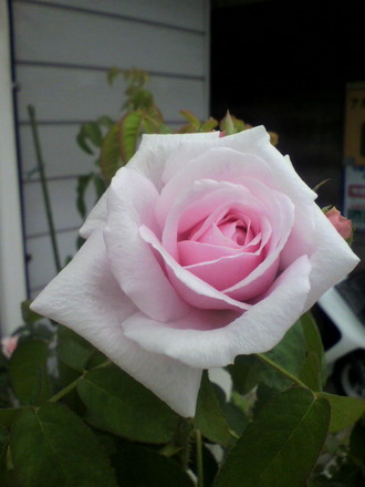 ¥³¥ó¥È¡¦¥É¡¦¥·¥ã¥ó¥Ü¡¼¥ë
