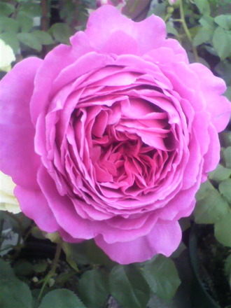 P1008347¥Î¥¹¥¿¥ë¥¸¥Ã¥¯¥¨¥ì¥¬¥ó¥¹