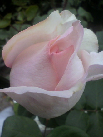 P1008364¥¤¥Ö£Î£Ï4