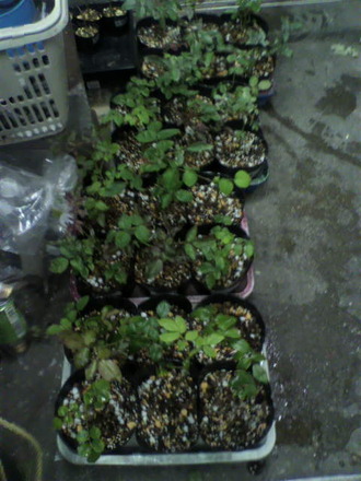 P1004650ÈÁý¤·ºî¶È£µ