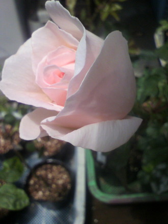 P1004541¥¦¥¤¥Ã¥·¥ó¥°