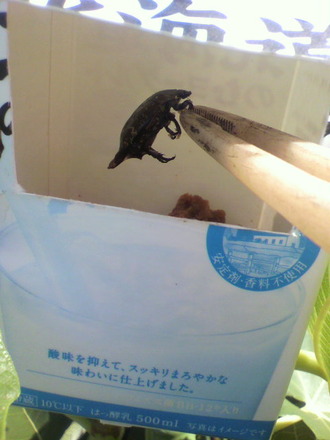 P1005173¥³¥¬¥Í¥Û¥¤¥Û¥¤