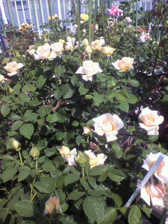 P1006578¥µ¥ó¥»¥Ã¥È¥»¥ì¥Ö¥ì¡¼¥·¥ç¥ó