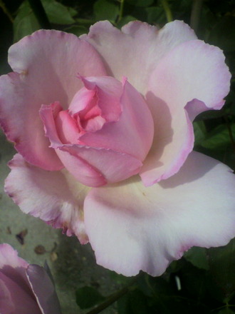 P1008589¥Ô¥ó¥¯¡¦¥¤¥Ö¡¦¥Ô¥¢¥Ã¥Á¥§