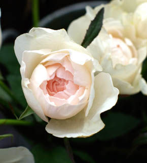 ¥È¥ï¥«¥Ã¥×rose32