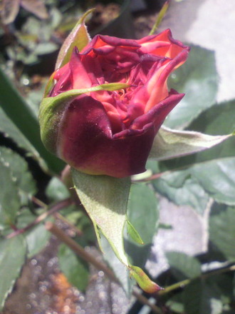 P1008485¥ª¡¼¥¬¥¹¥¿¥ë¥¤¡¼¥¼