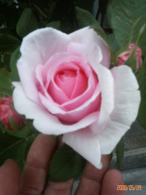 ¥³¥ó¥Æ¡¦¥É¡¦¥·¥ã¥ó¥Ý¡¼¥ë