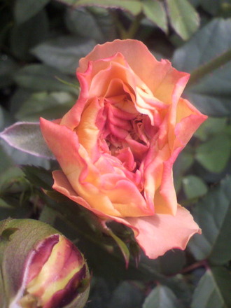 P1008655¥ª¡¼¥¬¥¹¥¿¥ë¥¤¡¼¥¼