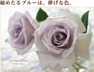 ¥°¥é¥¦¥ó¥Ö¥ë¡¼grawn_visual2