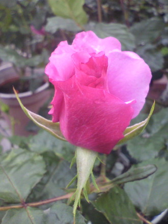 P1004392¥·¥ç¥Ã¥¥ó¥°¥Ö¥ë¡¼