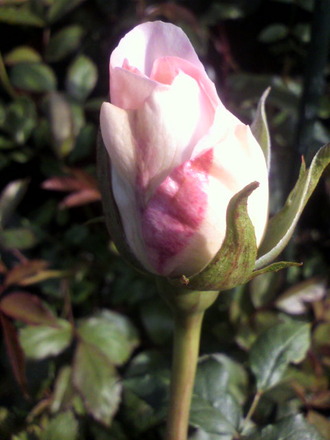 P1005971M-¥¦¥¨¥Ç¥ó¥°¥Ü¥Ã¥¯¥¹