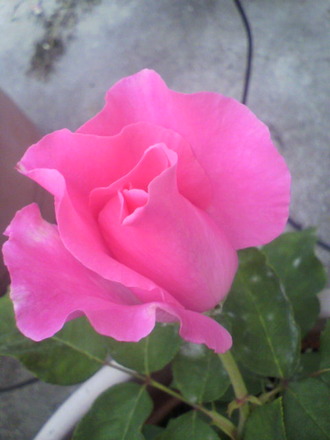 P1006725¥¶¡¦¥Þ¥Ã¥«¡¼¥È¥Ë¡¼¥í¡¼¥º
