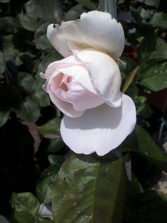 P1002030¥æ¥«