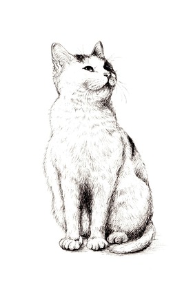 服部哲也1683【猫になった君】サイベリアン ドローイング パステル 原画 絵画 服部哲也1683【猫になった君】サイベリアン ドローイング