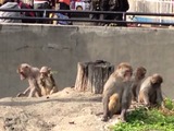 井の頭自然文化園　サル山